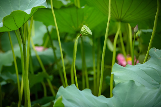 荷花