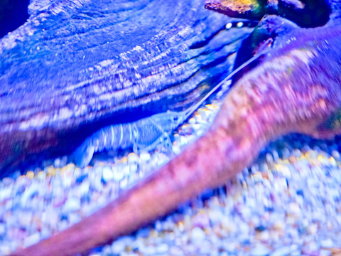 蓝鳌虾