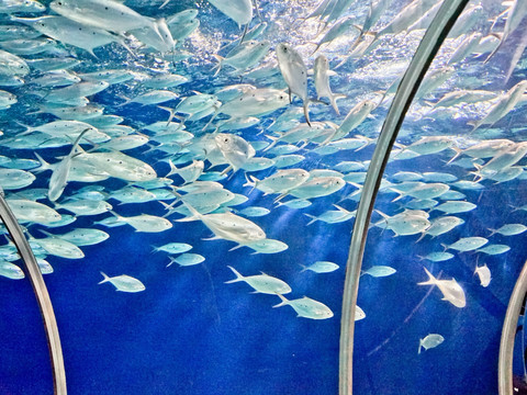 海海底世界 海洋馆 鱼群 鱼