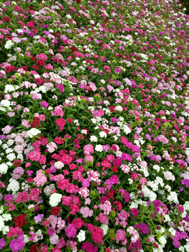 石竹花