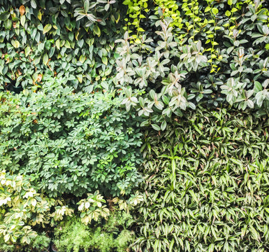 植物墙 绿墙 绿植墙
