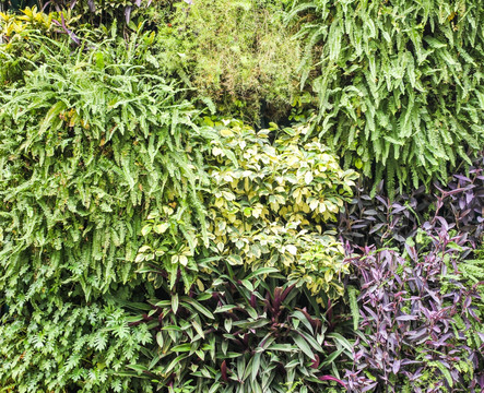 植物墙 绿墙 绿植墙