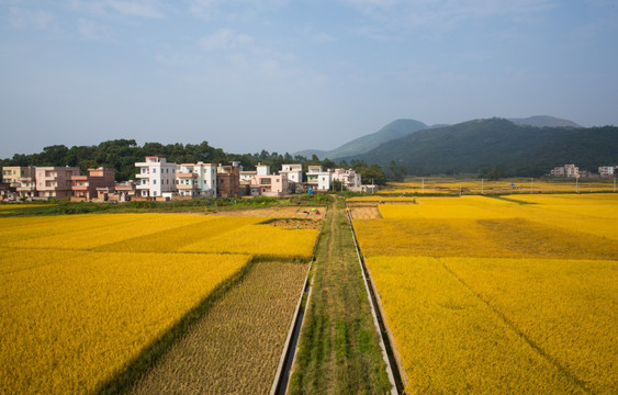 田野 田园风光 乡村