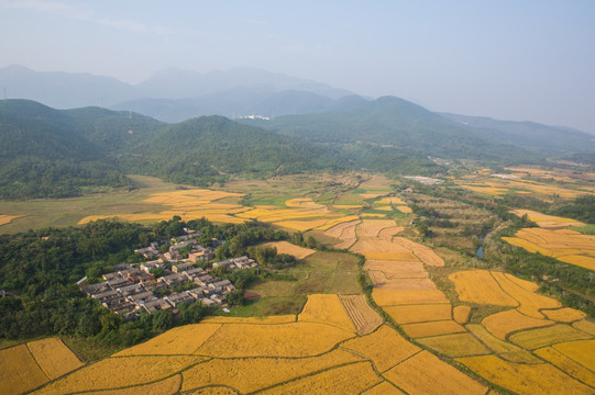 稻田 田野 秋色