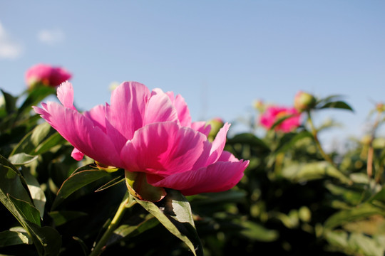 大芍药 芍药花 药材 红芍药