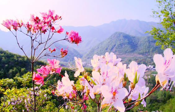 杜鹃花