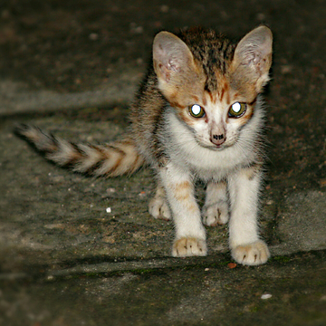 猫 夜猫子