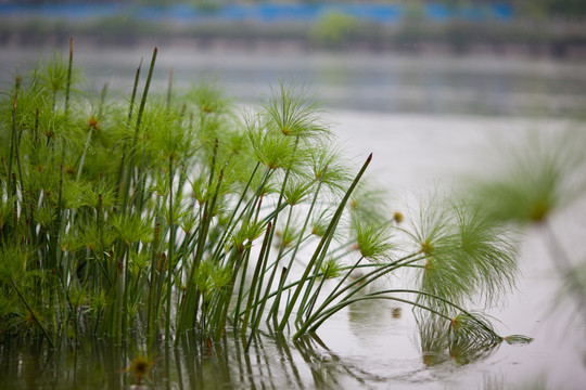 湿地 水生植物