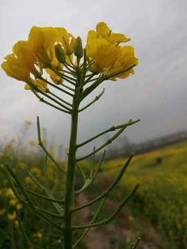 油菜花