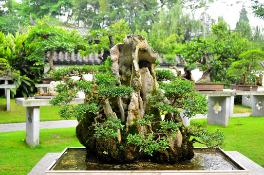 盆景盆栽