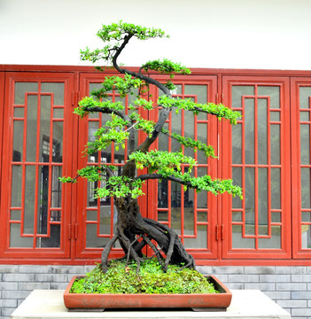 盆景盆栽