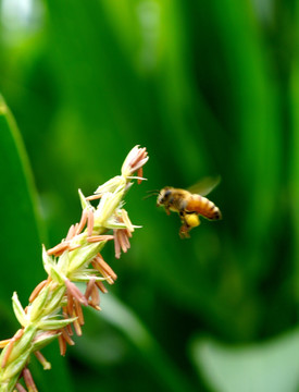 蜜蜂采花