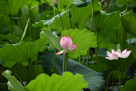 荷花