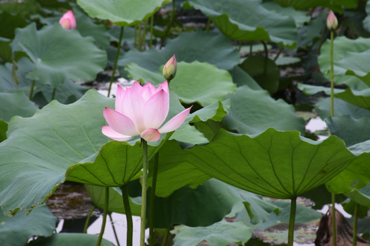 荷花