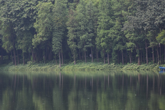 湖边小树林