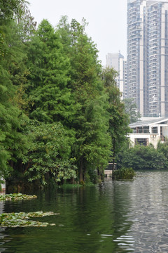 湖畔风景