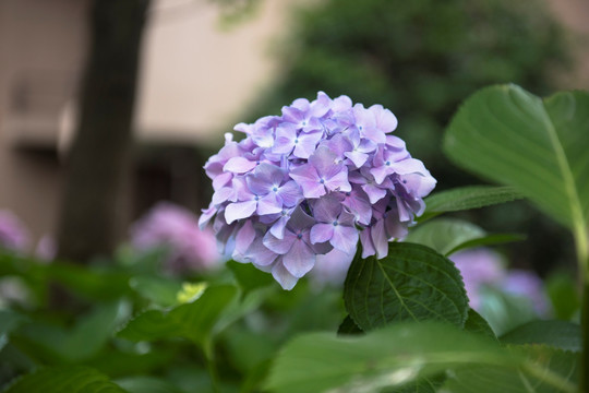 绣球花 花 美 植物 花瓣