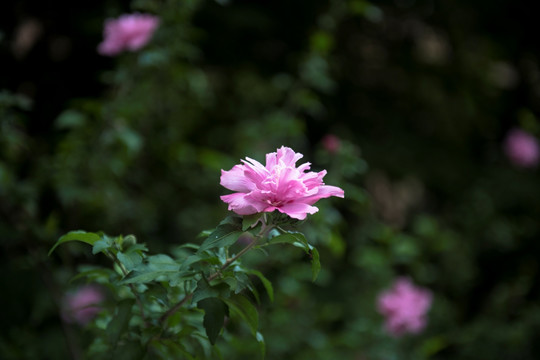 木槿花 里梅花 朝开暮落花