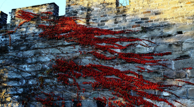 红叶 青砖墙 城墙