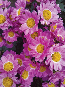 紫菊花