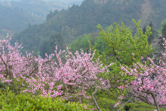 桃花树下生态茶园
