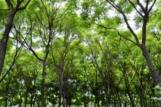 绿树林