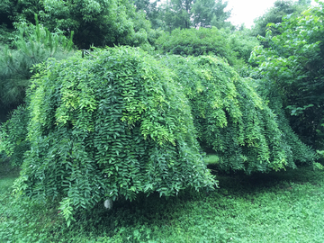 绿色植物 