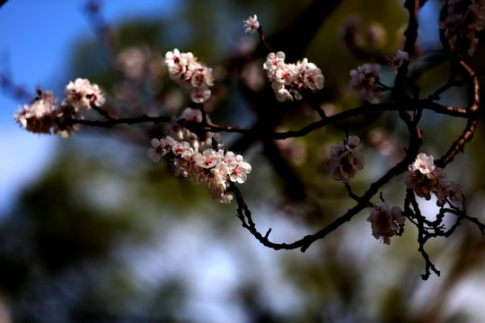 梅花迎春