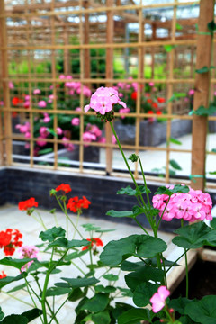 花棚 温室