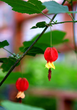 灯笼花 特写