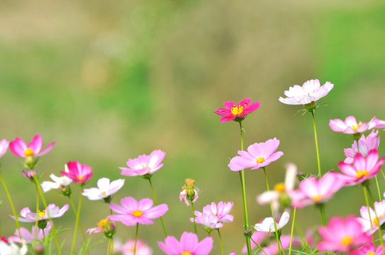 格桑花 素材