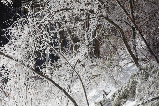 雪景 杭州雪景 银装素裹 大