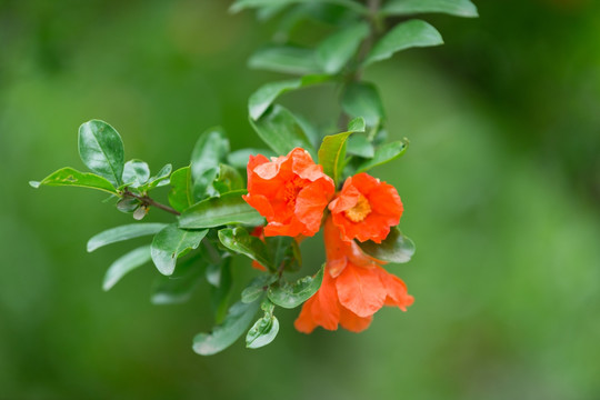 石榴花