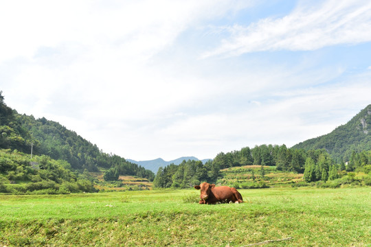 美丽草原风景