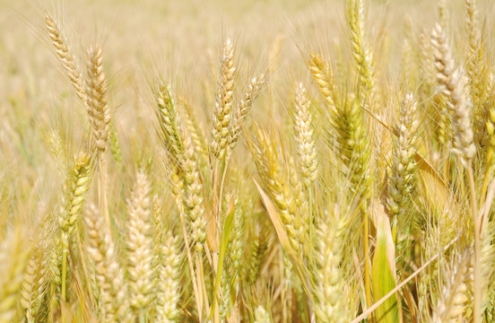 大田里正在生长的小麦