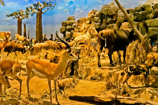 动物摄影 非洲羚羊