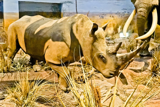 动物摄影 非洲犀牛