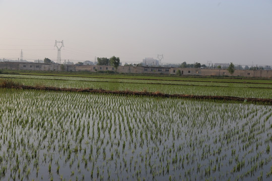 水稻秧苗