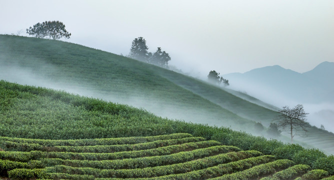 茶山