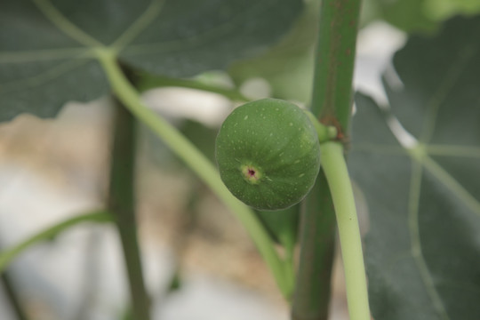 无花果 无花果树