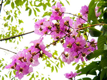 紫薇 花卉
