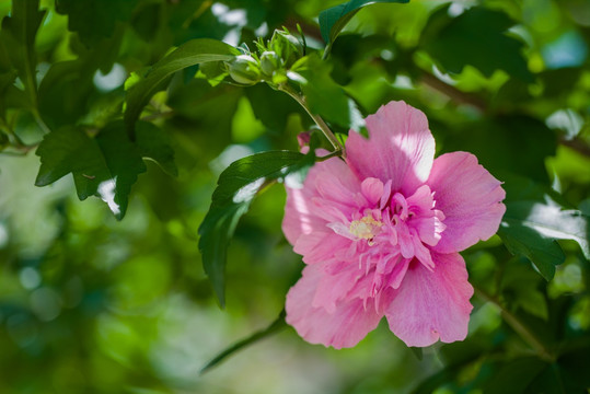 木槿花