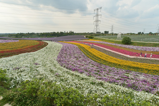 花海背景