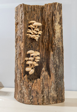 木雕 树菌