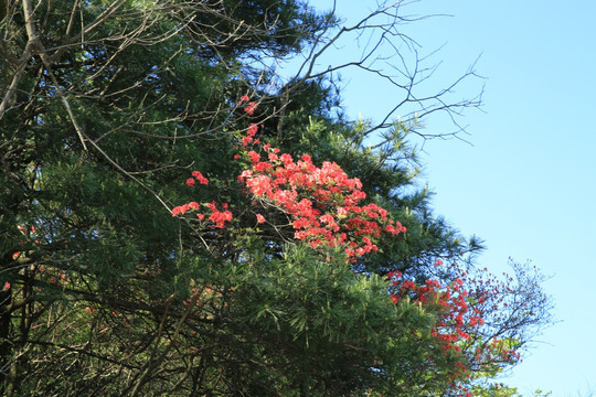 映山红 松树