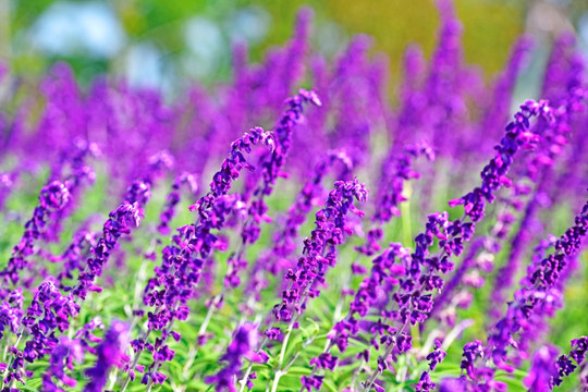 紫花鼠尾草