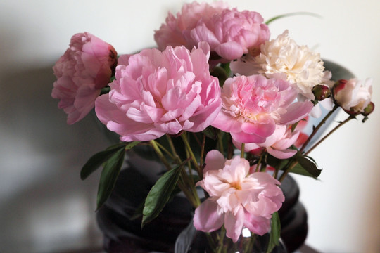 粉色芍药 鲜花花卉 静物摄影