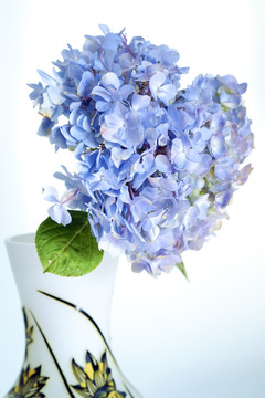 鲜花 瓶插 绣球花 蓝色