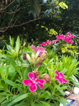 日本石竹