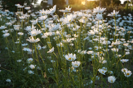 黄昏 花丛 雏菊